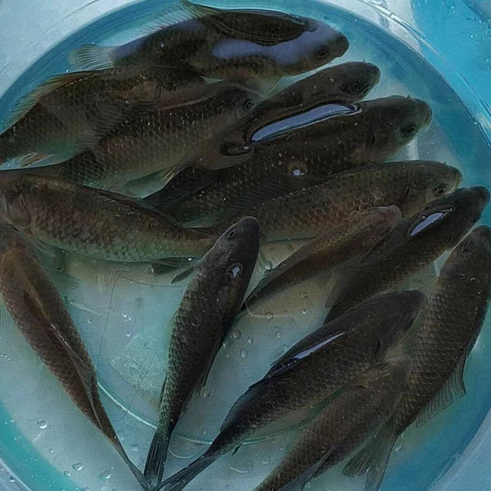 野生鲫鱼鲜活新鲜淡水小鲫鱼小河鱼现杀孕妇下奶月子炖汤4斤包邮