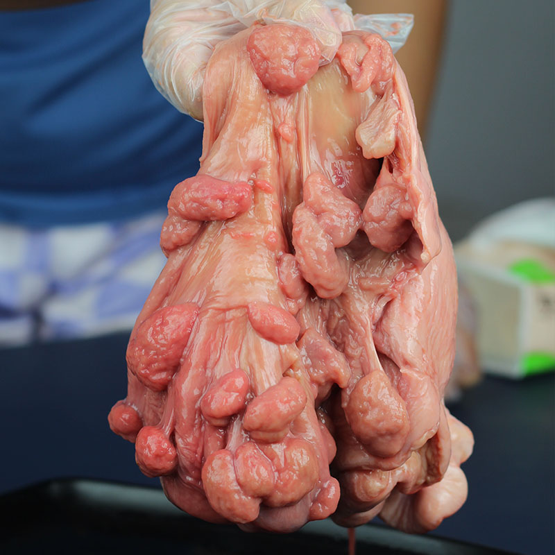 山羊新鲜紫河车羊食用羊肉胎盘房子包衣乳羊刷牛杂