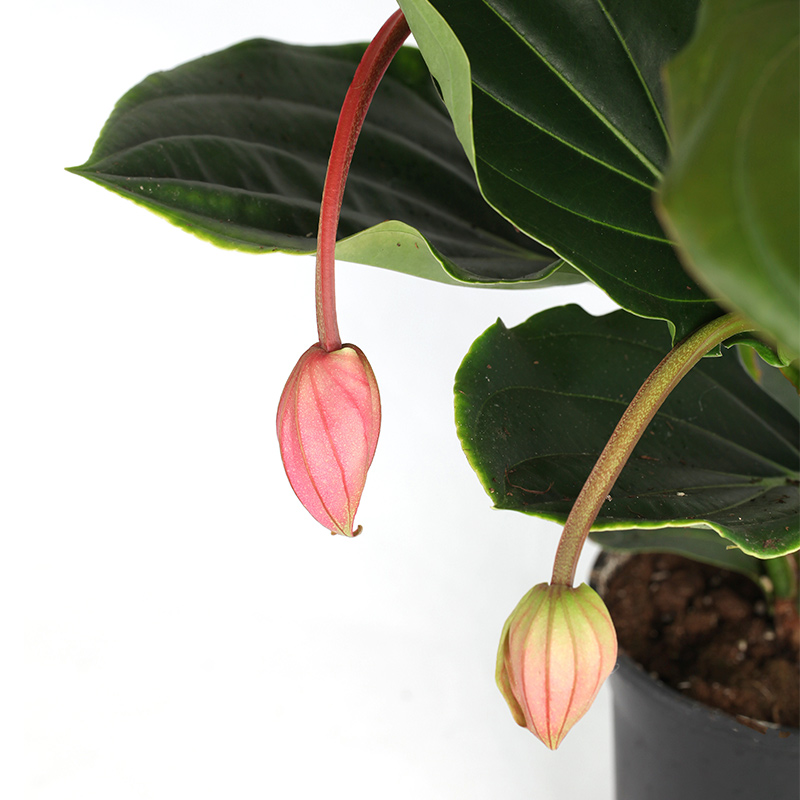 盆栽宝莲灯珠宝珍珠精品粉红花卉家居室内叶盆栽时令草本花卉