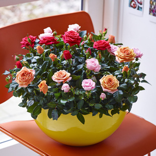 花苗耐寒北京天卉苑 虹越迷你玫瑰花卉盆栽办公室内桌面盆花月季