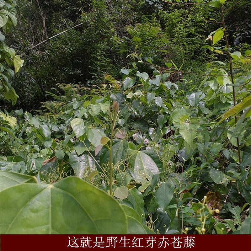 赤苍藤茶藤野野生广西红芽藤腥干货500克包邮其他药食同源食品