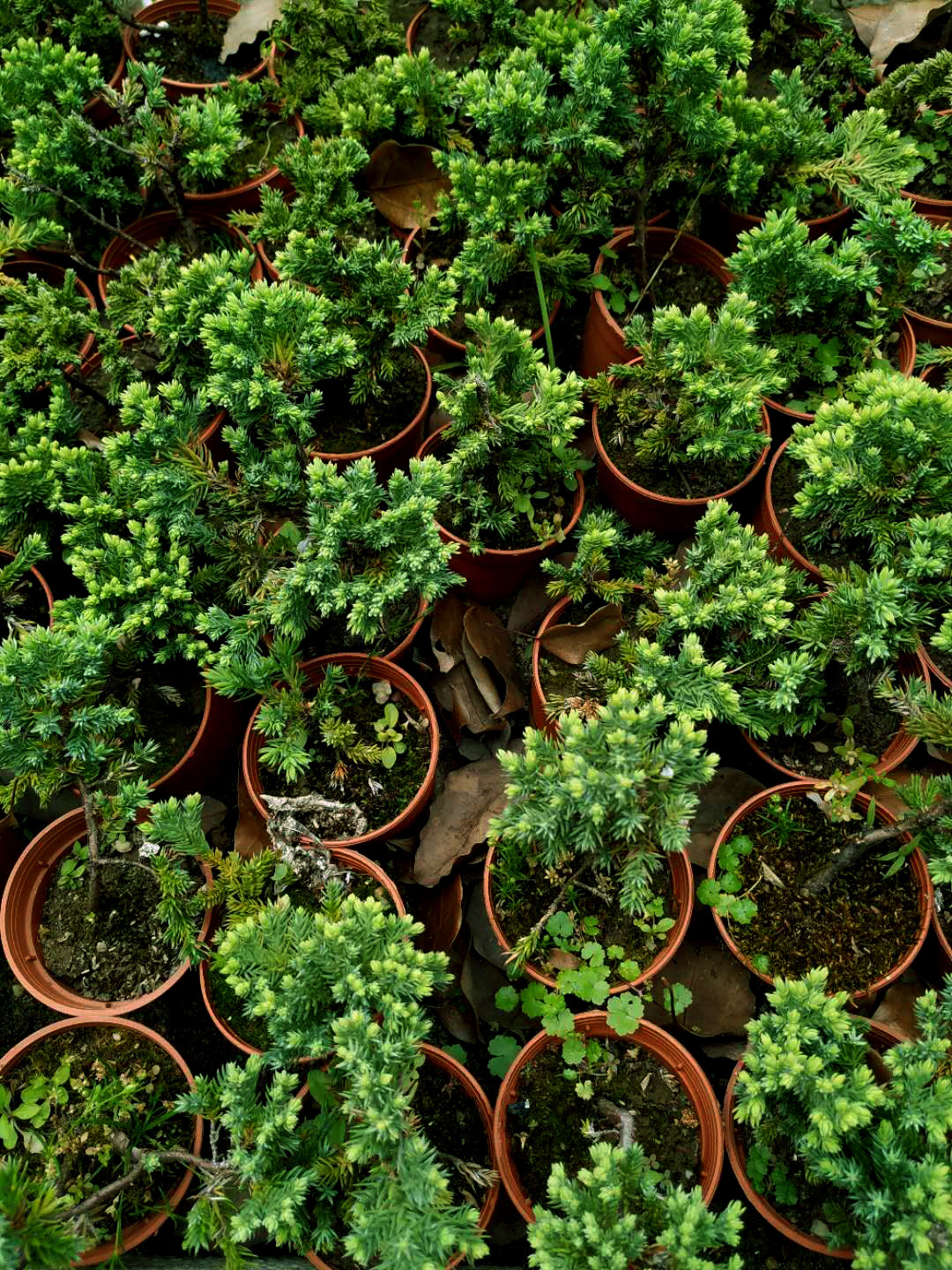 日本绿植上海免邮两盆桌面珍珠盆景微型系鱼绿植