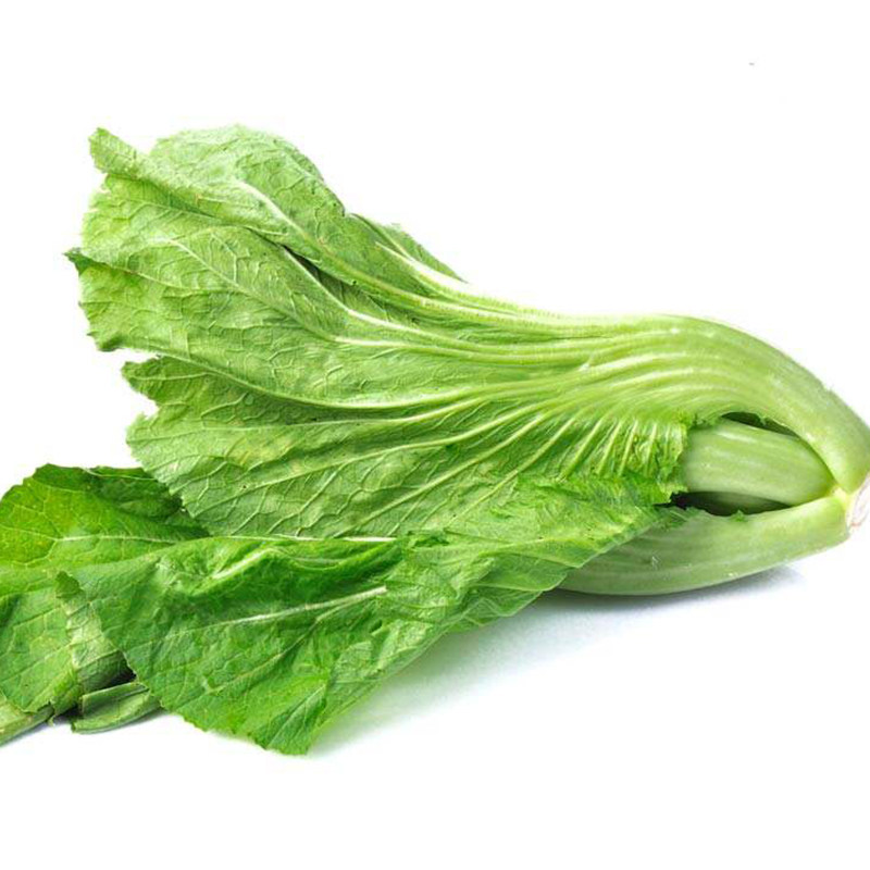 特色大肉肉包芥菜种子卷盖菜春秋冬季四季播种家庭园艺种子