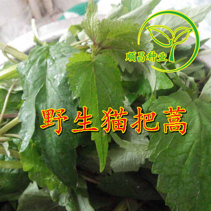 藿香正气香薄荷猫把蒿药材种草种子