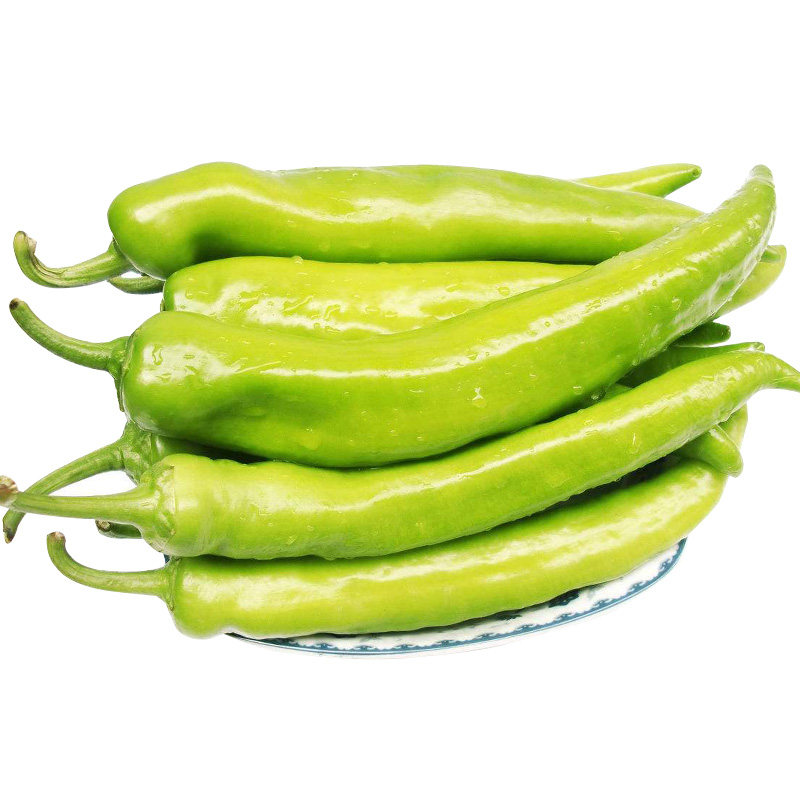 日本莱斯特f1辣椒种子适合秋冬温室工棚天椒八号辣椒苗子四季盆栽