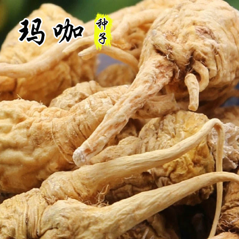 秘鲁黑黄玛咖种子马卡玛卡春秋播种药材籽大田庭院菜园营养菜籽