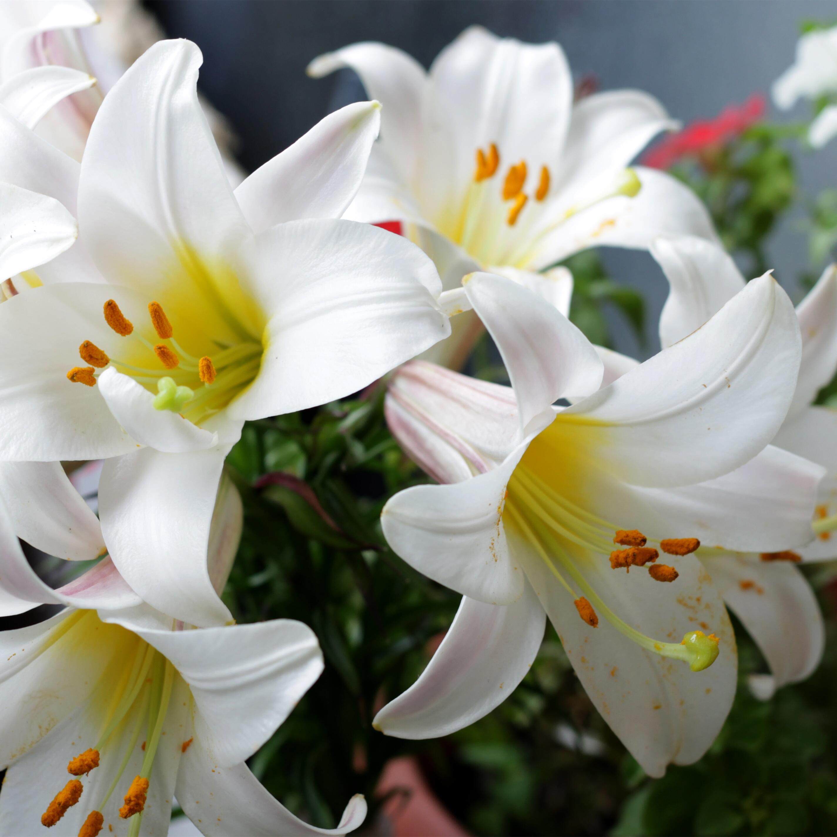 百合江西万载龙牙养生早餐天然450克袋小包装天然粉粉食品