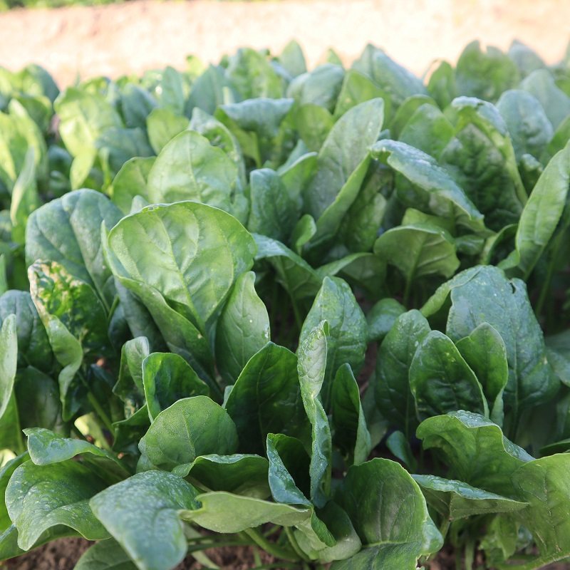 耐寒菠菜种籽大圆叶红根菠菜种子春秋季四季高产蔬菜大叶波菜种孑