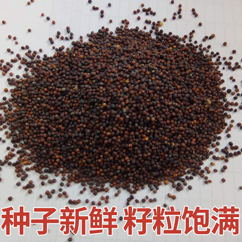 宝塔菜花种子2g罗马花椰菜现在可种秋冬春季家庭园艺种子