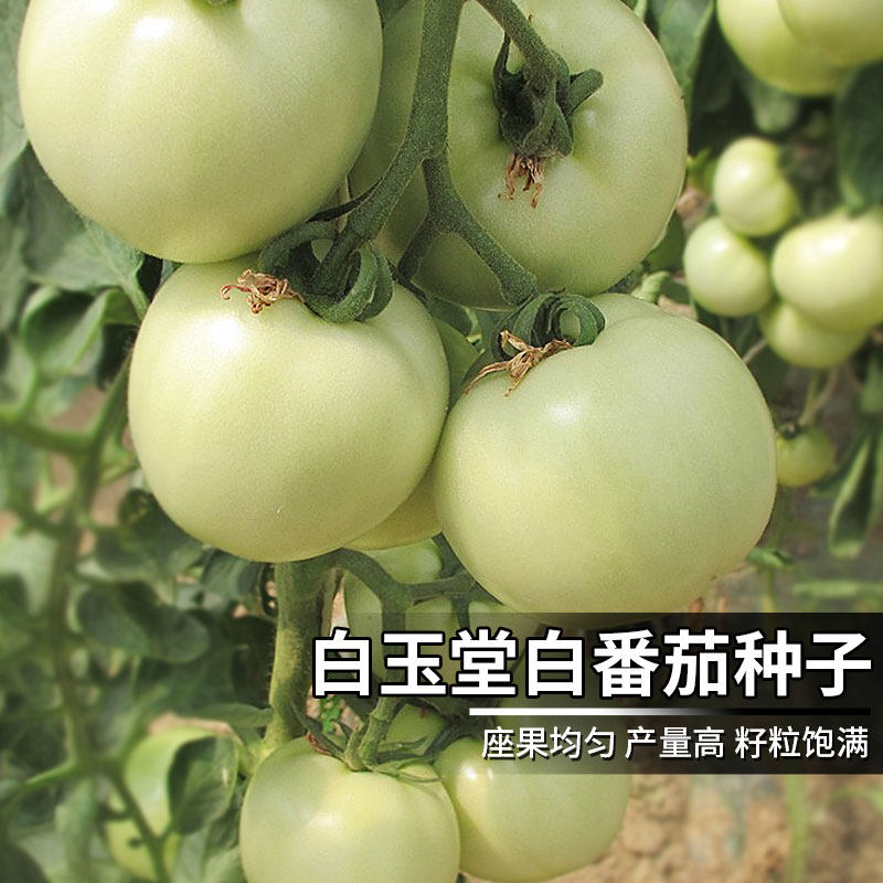 白玉西红柿蔬菜圣女果四季种籽番茄白色种子柿子家庭园艺种子