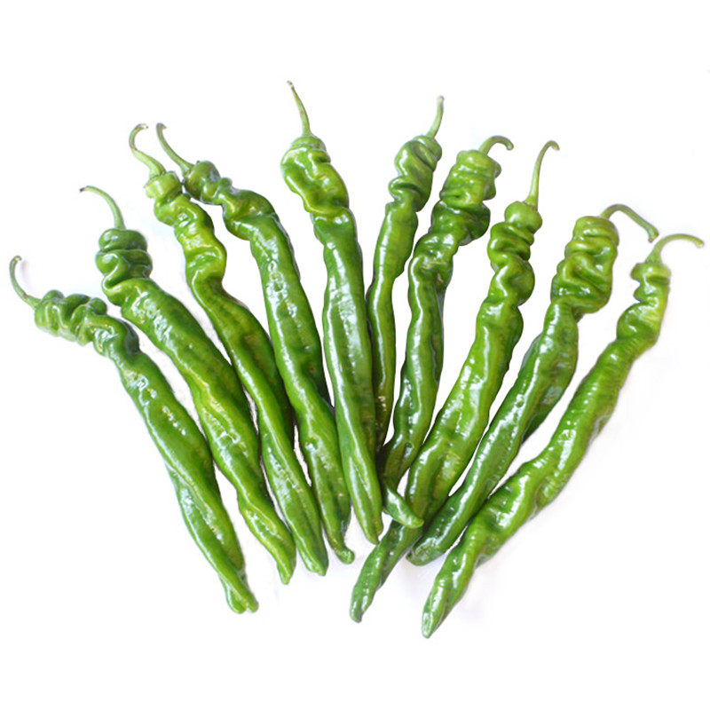 辣椒尊龙螺丝种子四季尖椒食用阳台盆栽蔬菜家庭园艺种子