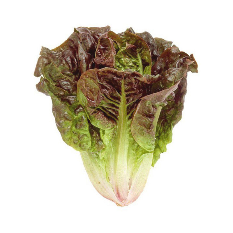 菜种紫罗罗马生菜种子红色汉堡奶油咖啡种籽家庭园艺种子