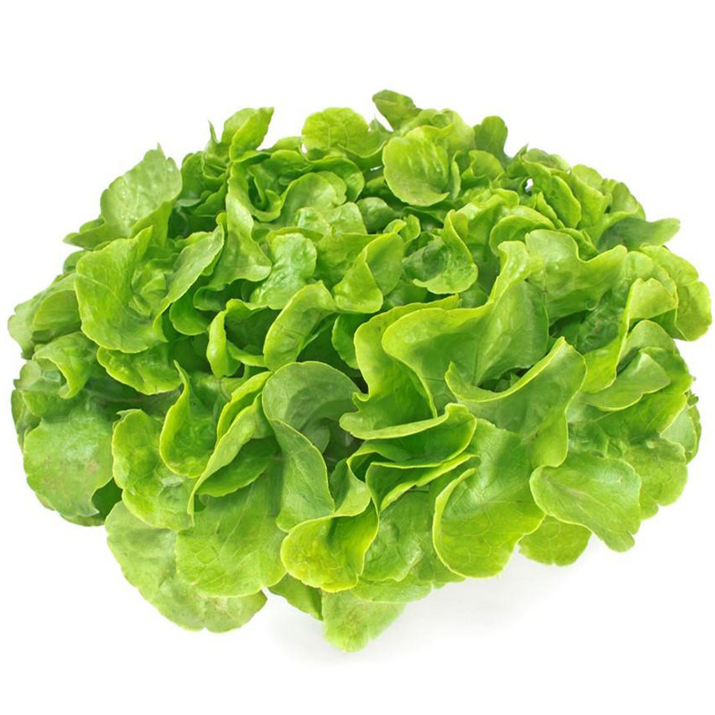 凤鸣雅世叶绿生菜种子农家种籽四季秋冬季阳台家庭园艺种子