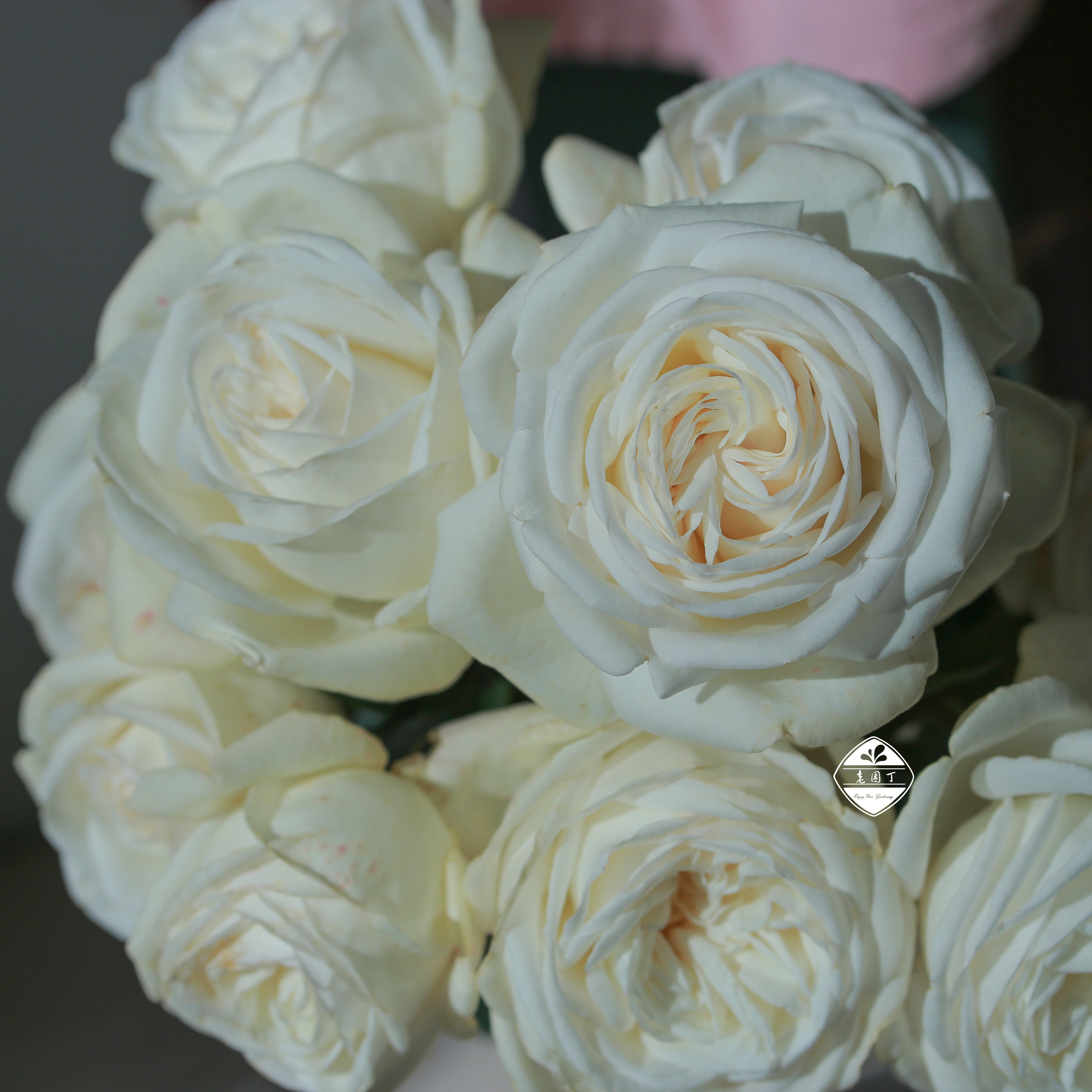 珍妮莫罗中苗白色切花香花直立粗壮园丁庭院观叶