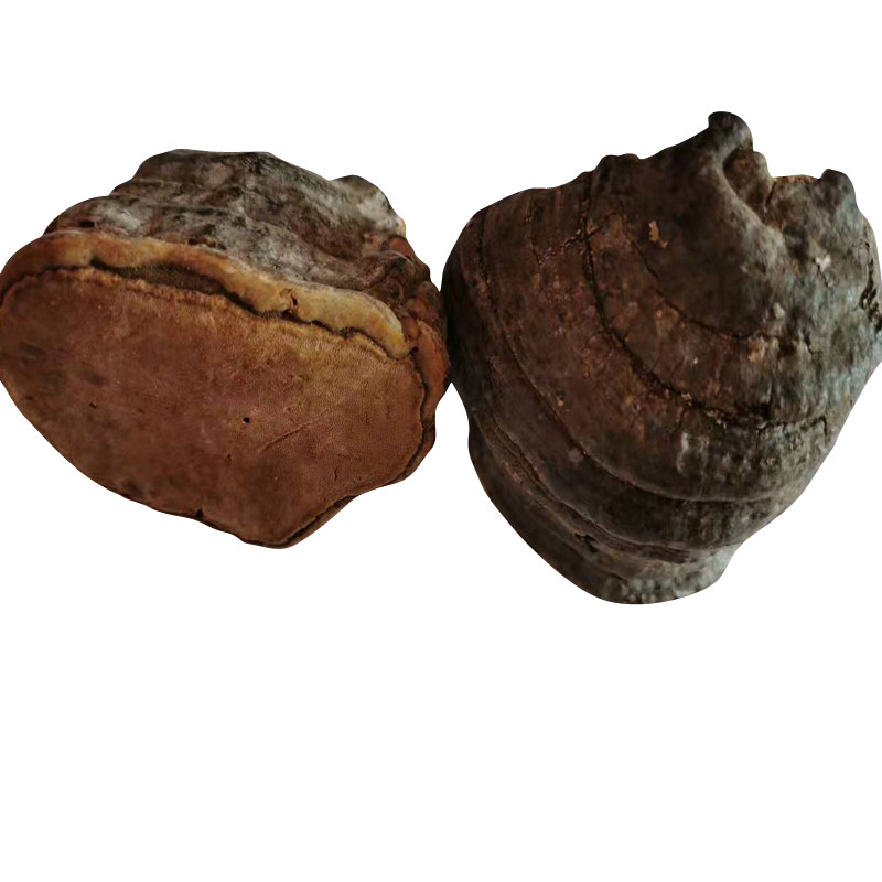 野生木蹄灵芝 马蹄灵芝 长白山木蹄层孔菌250克