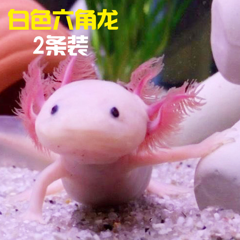 淡水冷水鱼六角恐龙鱼观赏鱼娃娃鱼东方蝾螈金鱼霸王鱼水族爬行宠