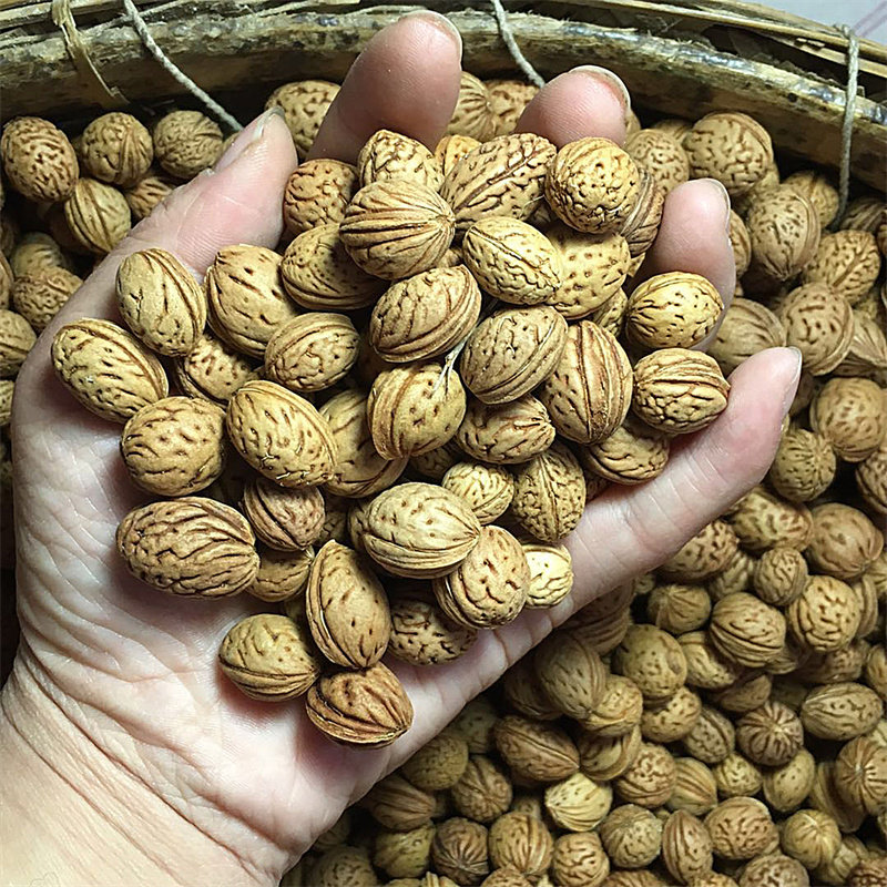 桃树种子毛桃核桃核种子山毛桃树梅花嫁接砧木果树家庭园艺种子