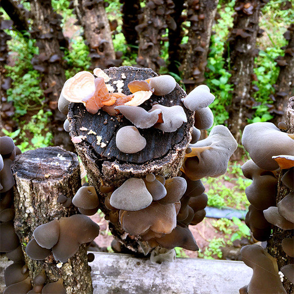 四川巴中通江特产野生椴木黑木耳耳碗耳鼠耳云黑木耳
