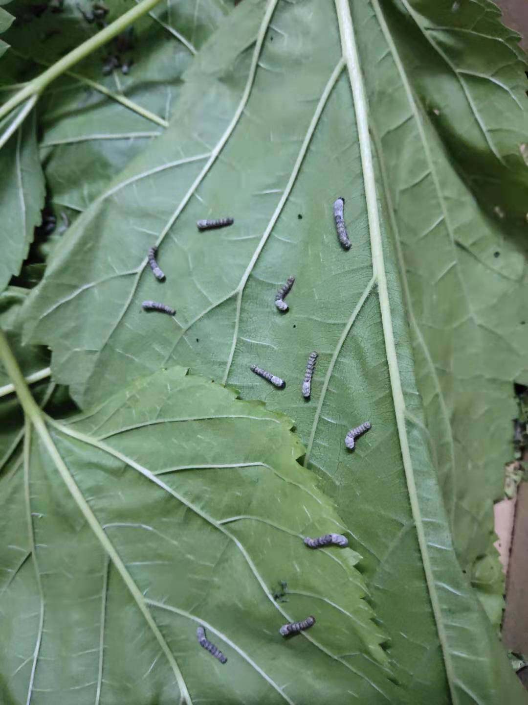 桑叶新鲜现摘蚕宝宝喂蚕桑蚕叶学生学生养蚕套装蚕宝宝