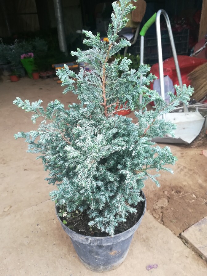 蓝色波尔日本花柏蓝柏蓝湖蓝冰柏树绿植办公室绿植