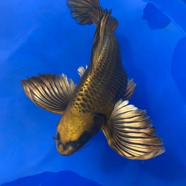 蝴蝶正宗台湾火红短身球型苗子蝴蝶鱼熊猫鲤鱼鱼