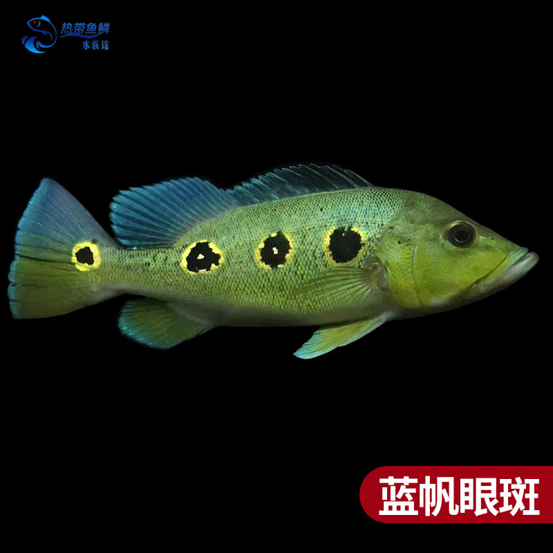 皇冠活体眼斑蓝帆五间申古老虎巴西金老虎西亚鱼