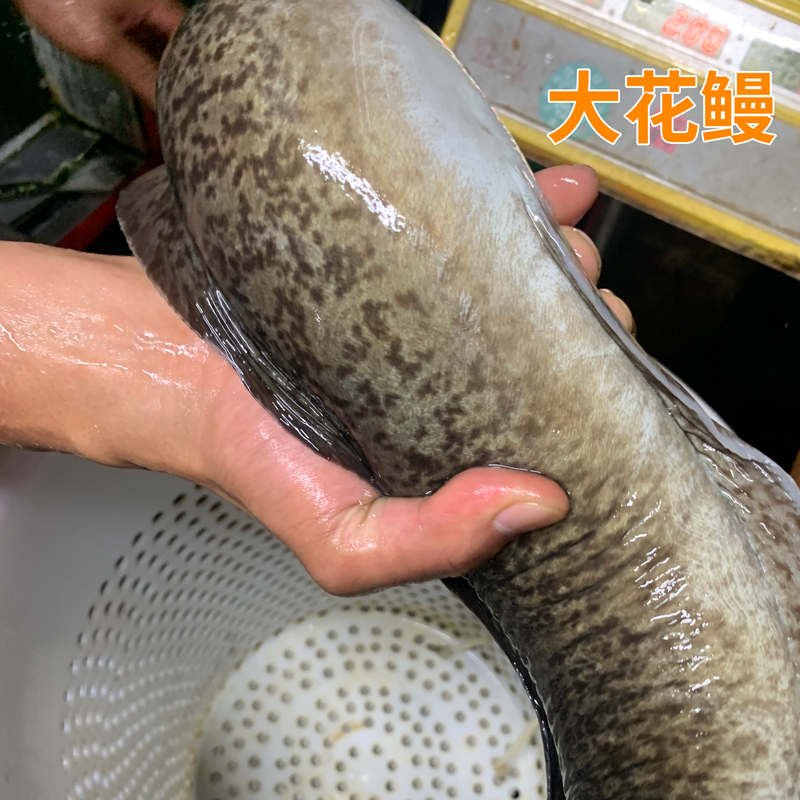 鱼花鲜活鳗鱼鳝鱼锦鳝淡水河食用白鳝黄鳝广东淡水鱼类