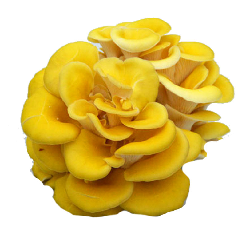 1000g顺丰包邮云南特产食用菌菌菇新鲜鸡油菌鸡油黄菌榆黄菇