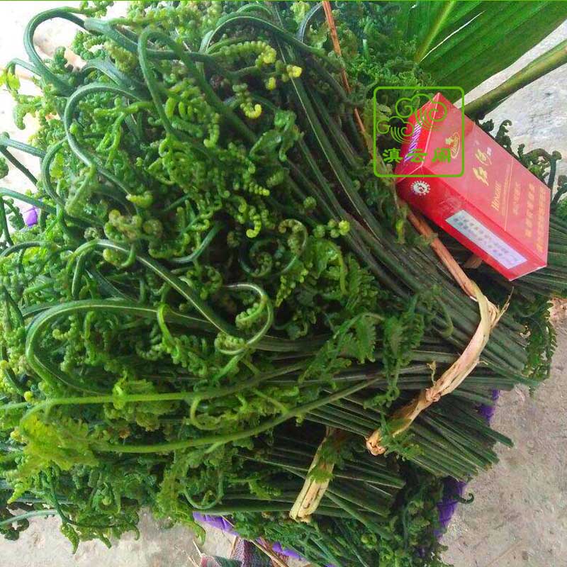 云南特产新鲜野菜云南水蕨菜傣味蕨菜酒店餐厅食材1000g顺丰包邮