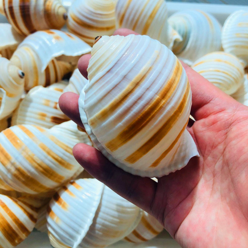 琴螺贝壳大海海螺鱼缸水族箱装饰品卷贝繁殖壳多海螺