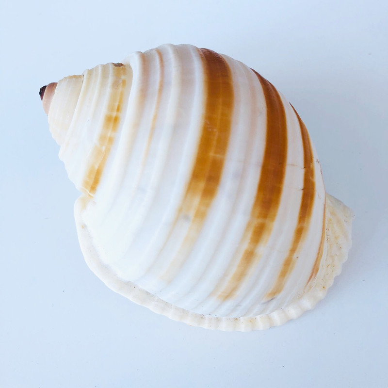 琴螺贝壳大海海螺鱼缸水族箱装饰品卷贝繁殖壳多海螺