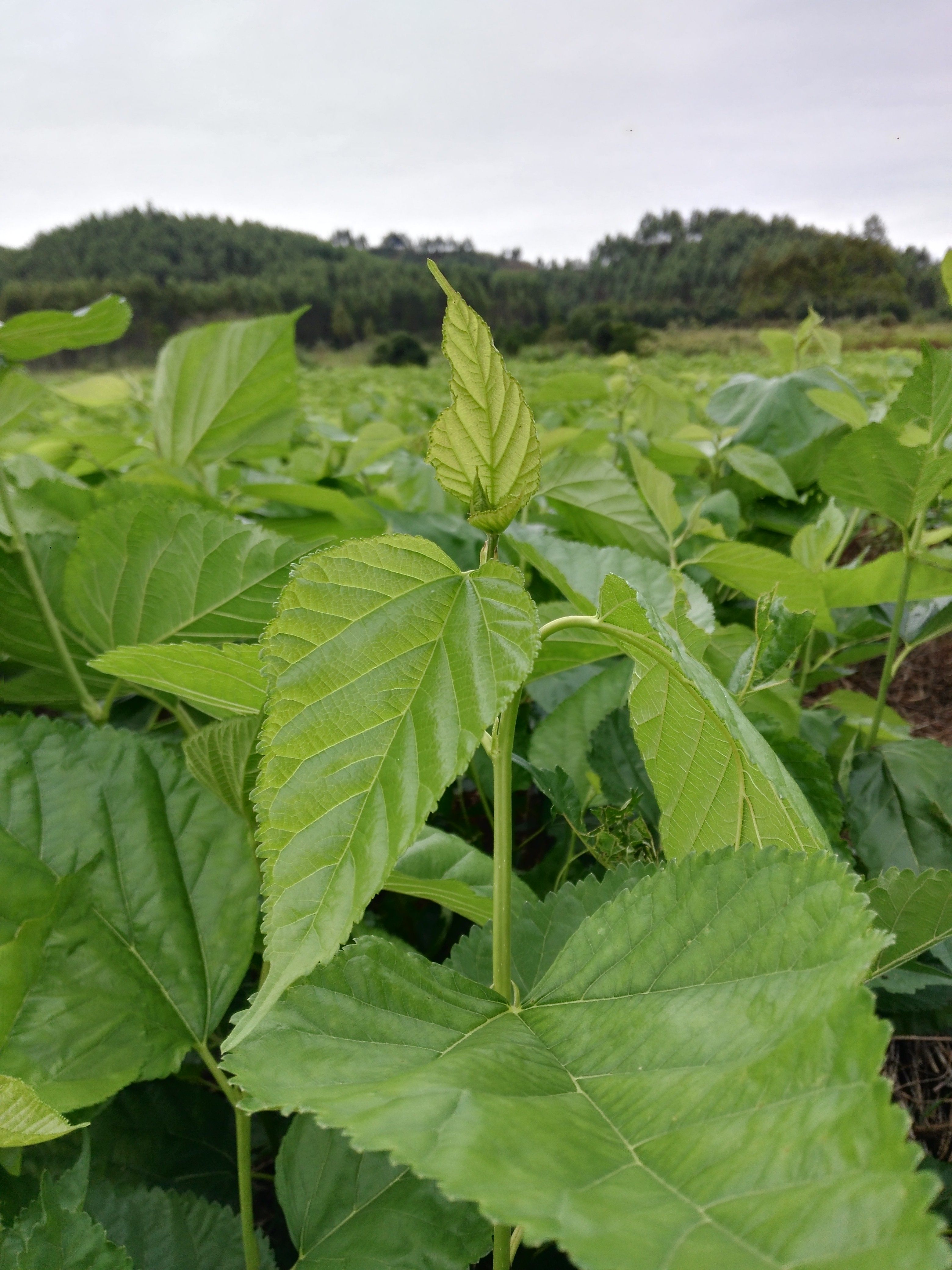 桑叶新鲜七彩蚕卵口粮饲料活体蚕宝宝食物500克桑叶