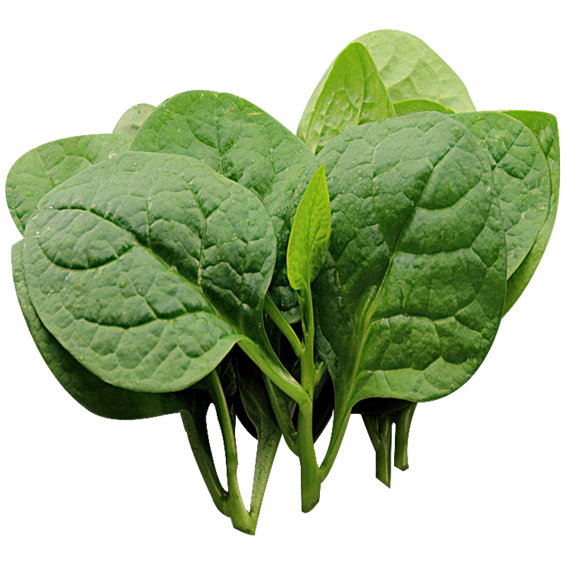 木耳菜种种籽大叶种子爬藤菜籽落葵大圆叶木耳家庭园艺种子