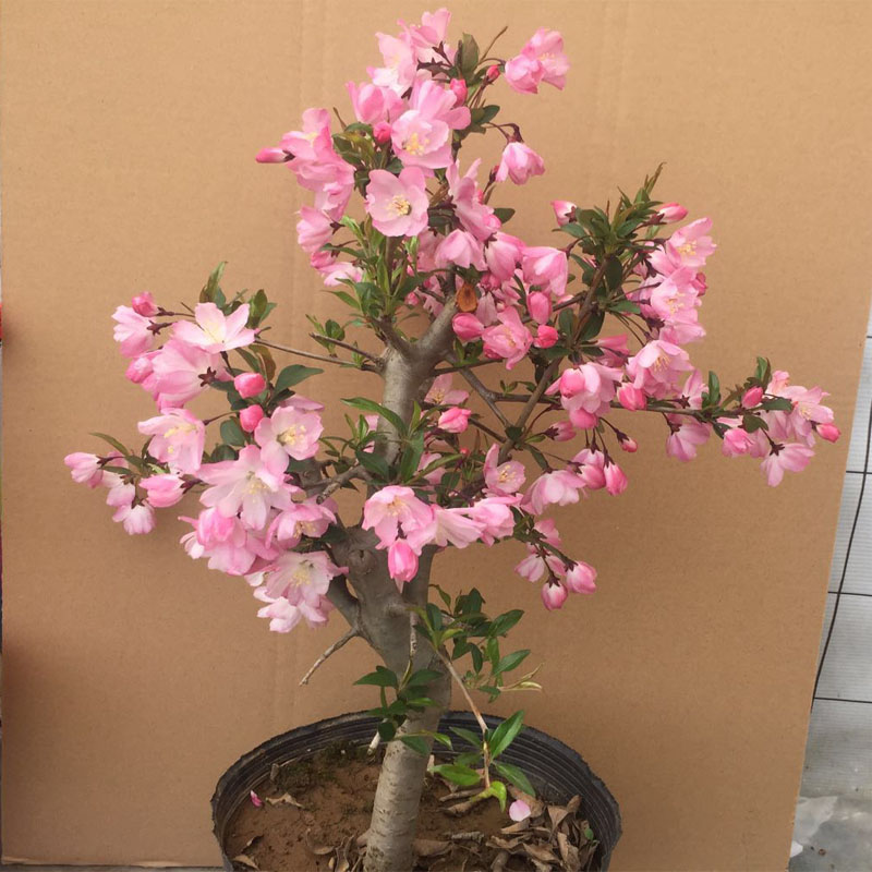 海棠垂丝梨花海棠花西府复瓣新品种盆景一物一拍时令草本花卉