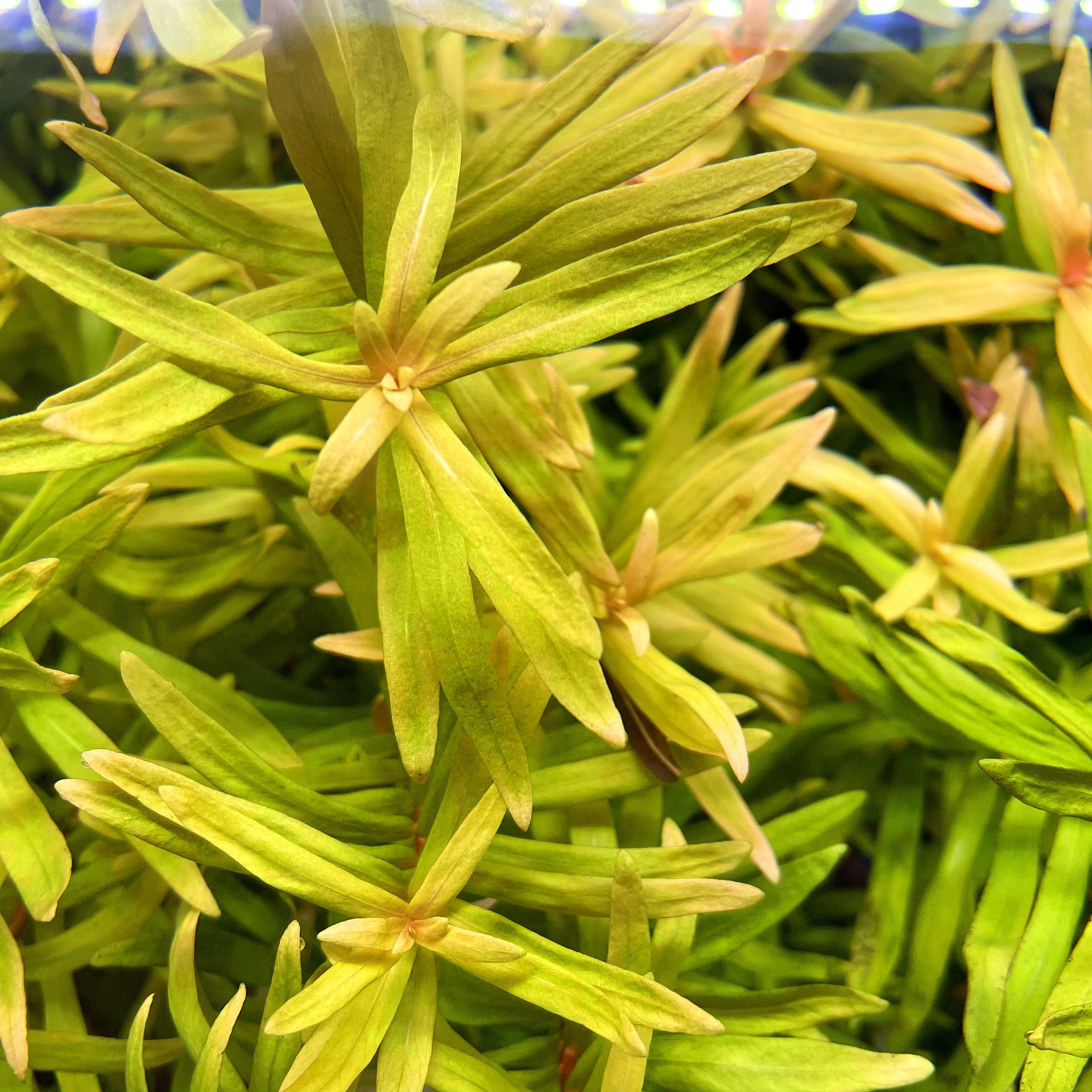 水草造景黄金柳草鱼荷兰植物新鲜鱼缸中后后景水草