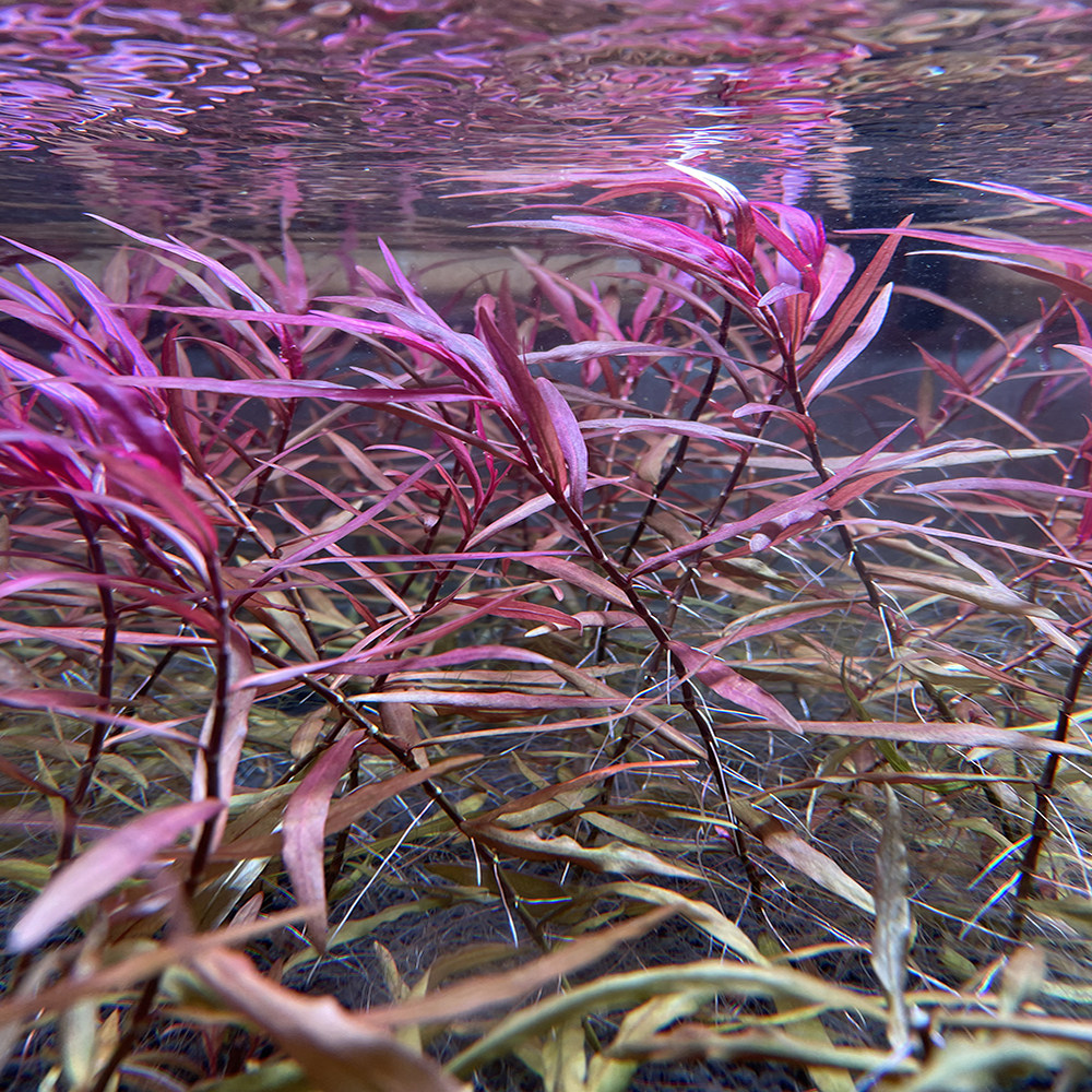 紫艳柳中后景茎类水草水族箱装饰活体鱼缸造景水草