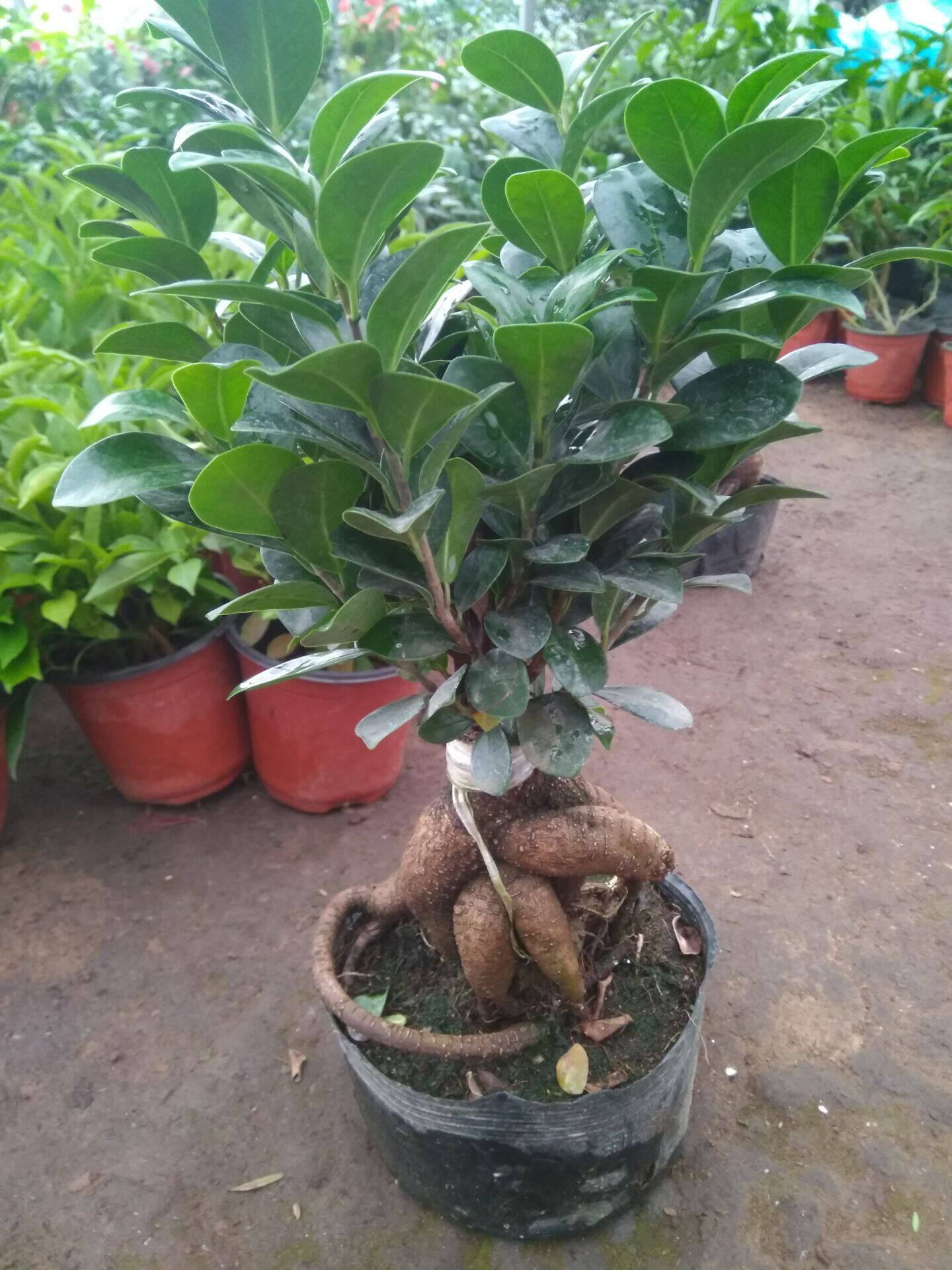 小榕树花卉一颗好养耐阴甲醛盆栽绿植叶绿植室内观绿植