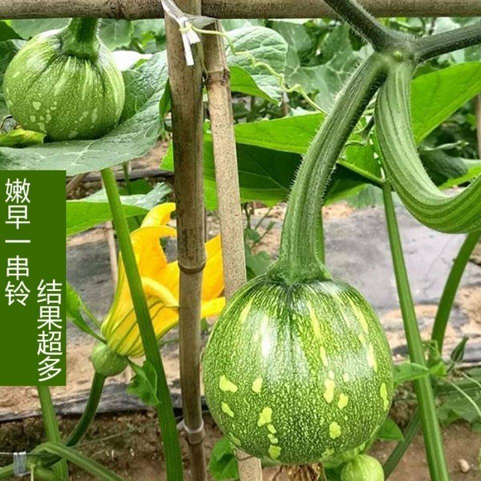一串铃嫩南瓜种子菜用小南瓜西葫芦早熟春夏夏秋季家庭园艺种子