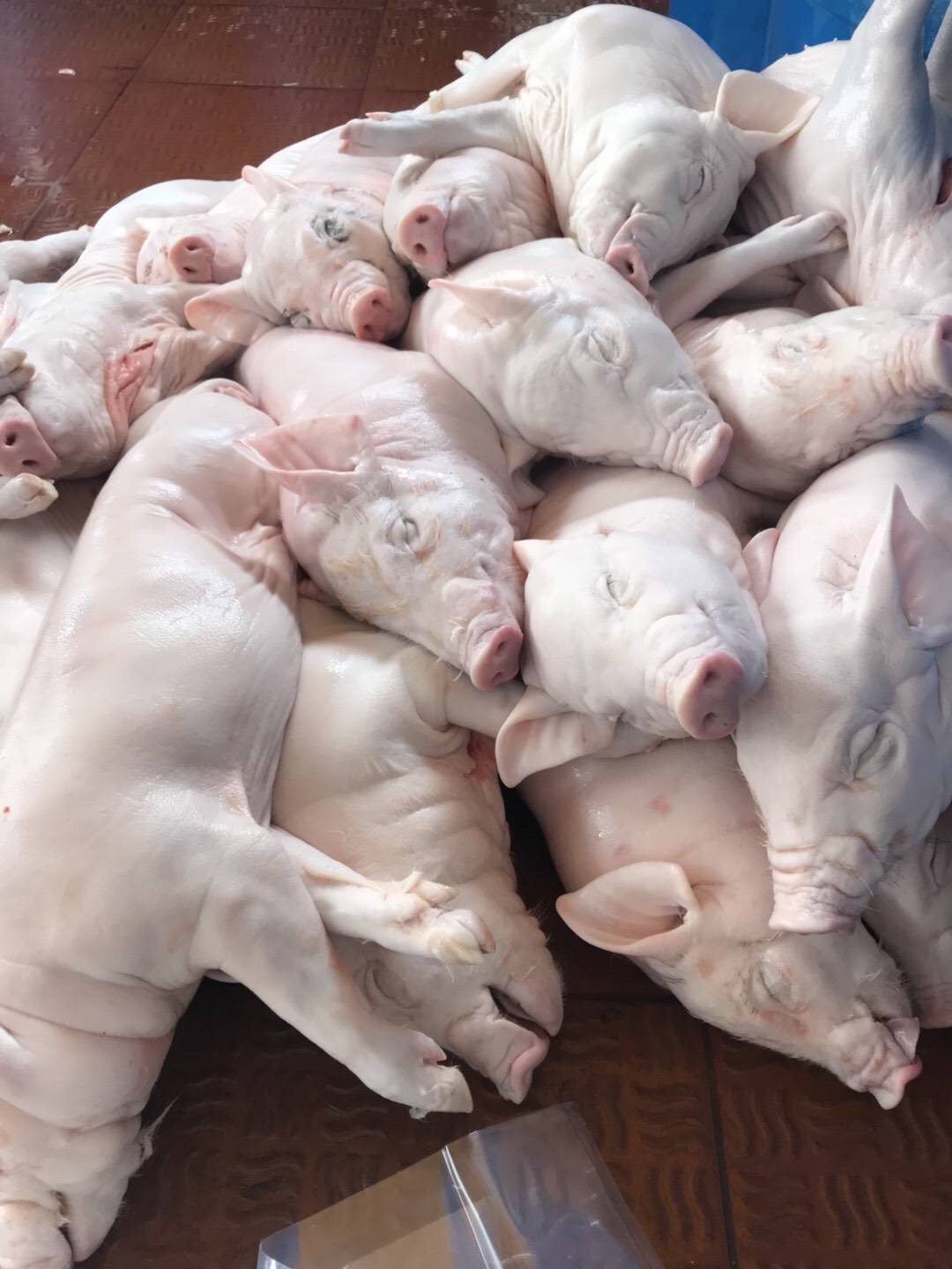 生鲜乳猪 整只 小耳朵皮薄脆肉嫩香烤乳猪19k 9-10斤190块一头