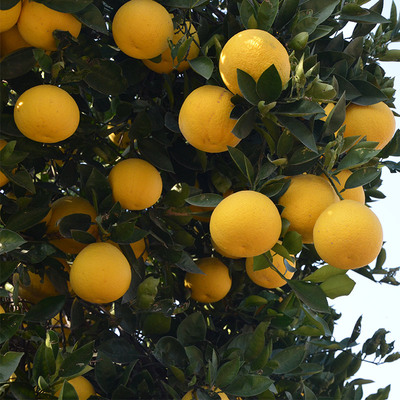 水果玉环葡萄柚白肉红心楚门文旦柚子琯溪蜜柚胜西胡柚西柚