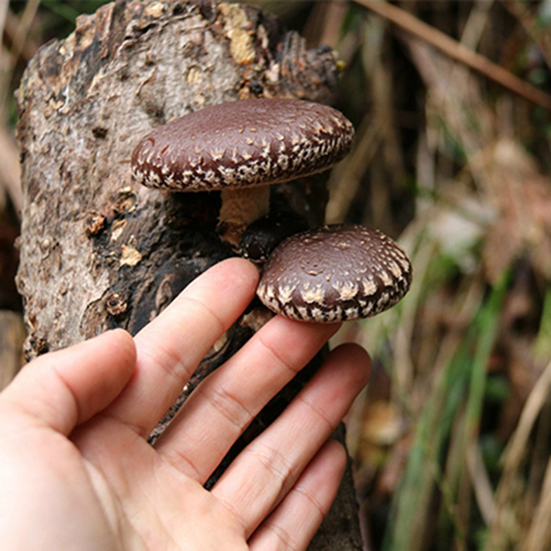 香菇东北椴木小香干货250g冬菇蘑菇特级半野香菇类
