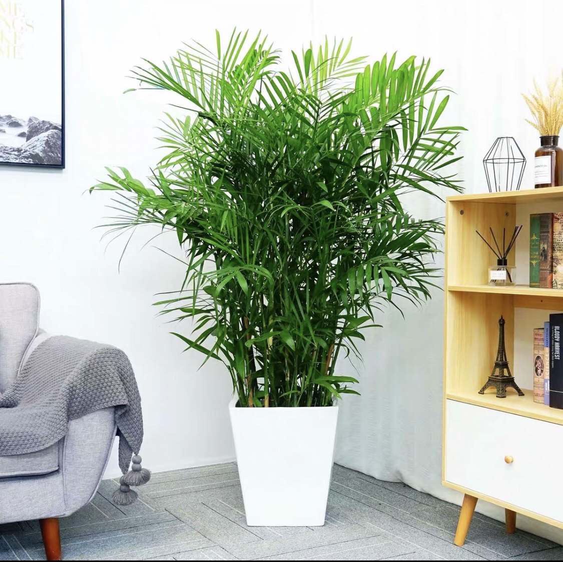 耐寒寒耐冬季办公室盆栽室内好养植物夏威夷富贵大型绿植