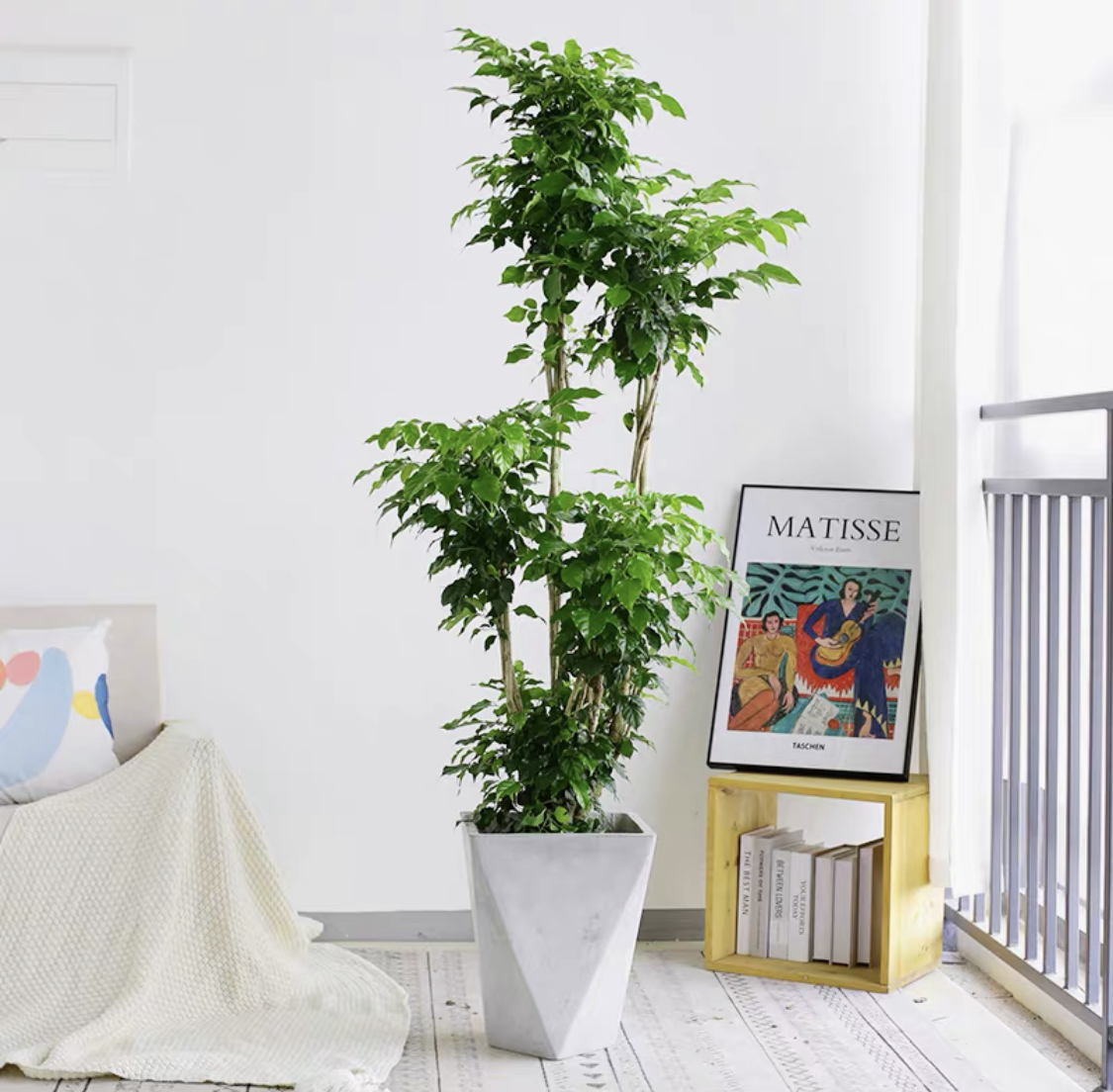 多层造型幸福树盆栽植物室内大客客厅冬天耐寒大型绿植