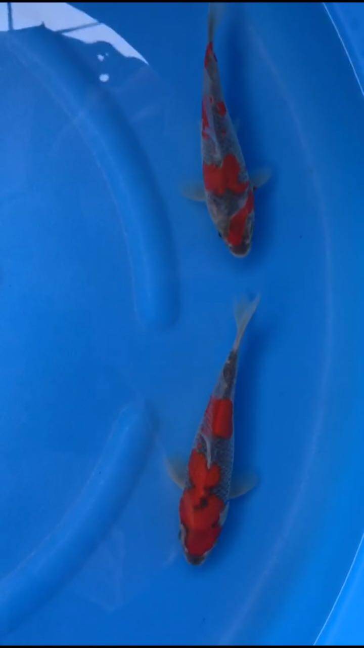 纯种锦鲤活体葡萄衣五色九纹龙皮鲤锦鲤观赏鱼冷水鱼包活包损