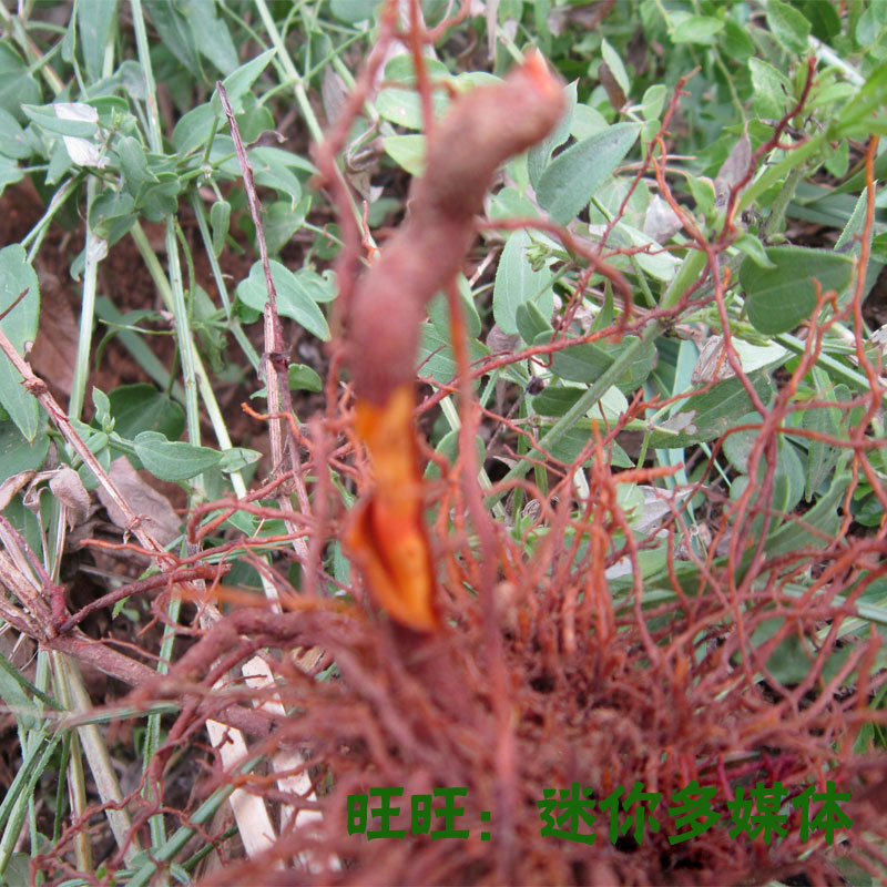野生茜草根干2021年新整棵根红茜草拉拉秧根入药用天然2件包邮