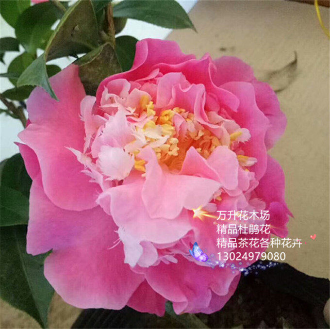 之都茶花美国山茶粉色大花品种又名珍妮时令草本花卉