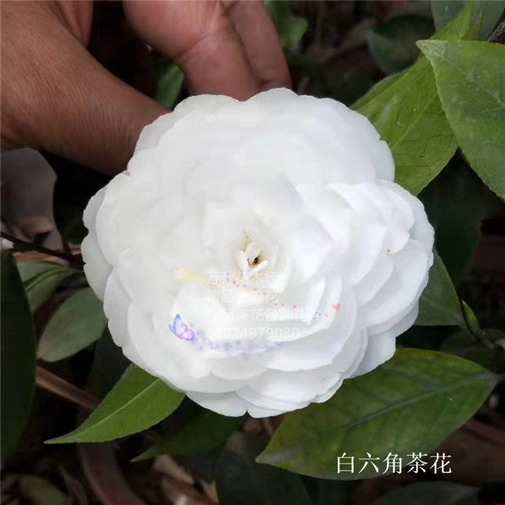 六角白茶花 白六角茶花 天鹅湖2号 白色茶花 白茶花 盆栽茶花