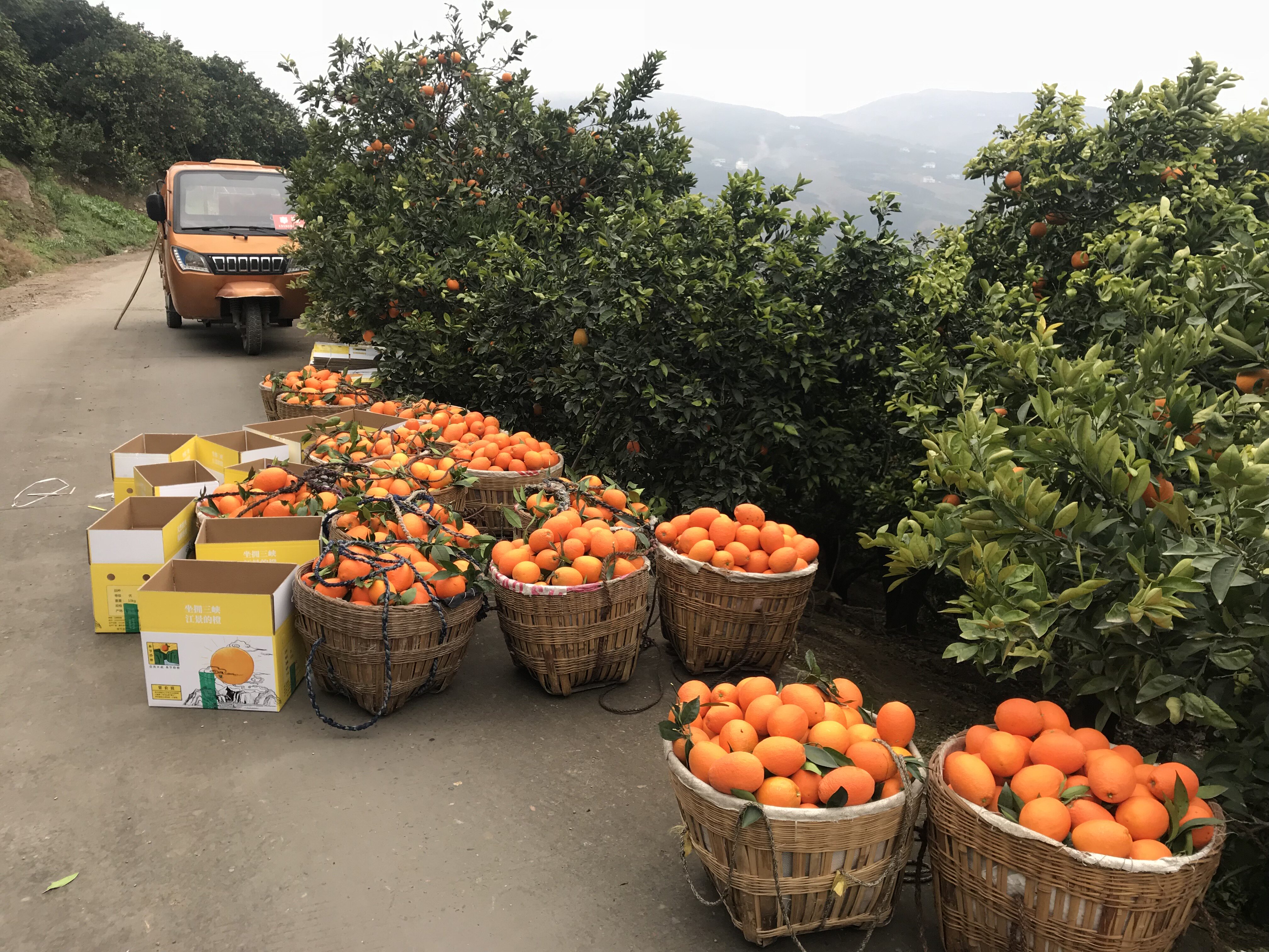 奉节脐橙现摘超甜多汁20斤小果包邮孕妇儿童新鲜橙子非赣南秭归
