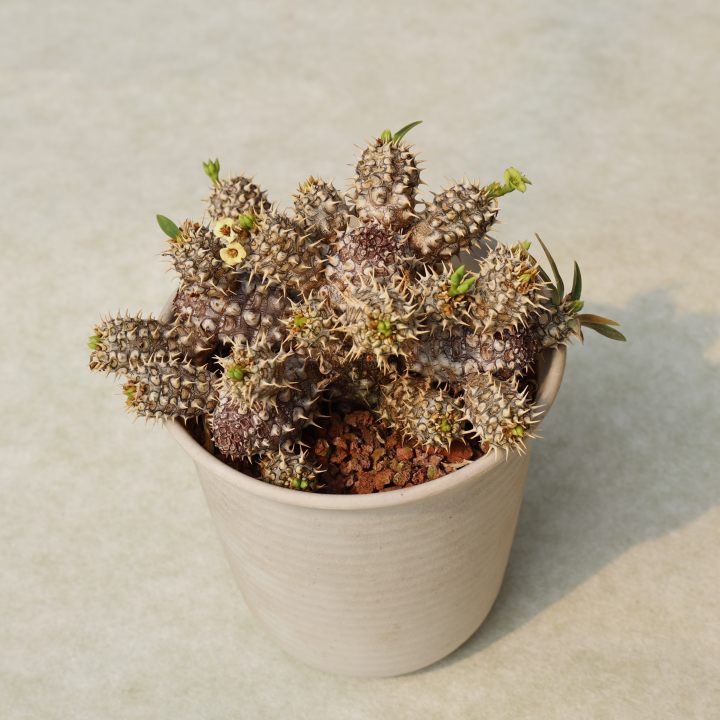 朴原超级念珠大戟euphorbiaparvimedusaehybrid多肉植物