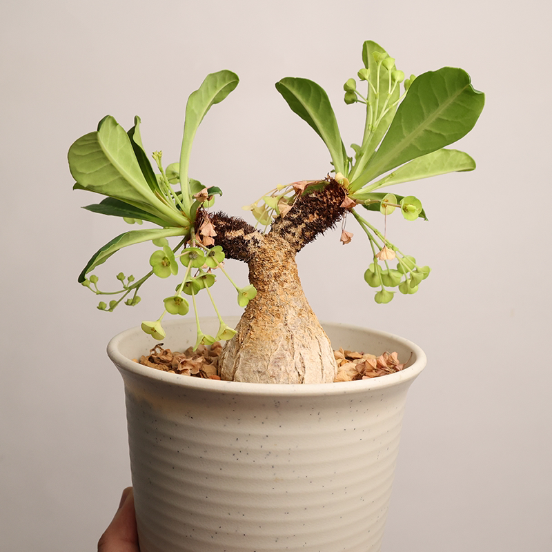 大戟朴原象鼻梅纳euphorbiaramena块根盆栽绿植多肉植物